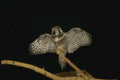075083 Hawk Owl A4 Photo Print