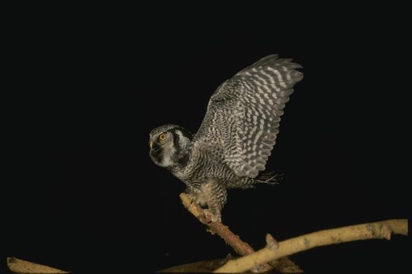 075084 Hawk Owl A4 Photo Print