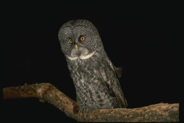 075085 Great Gray Owl A4 Photo Print