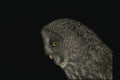 075086 Great Gray Owl A4 Photo Print