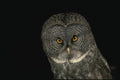 075087 Great Gray Owl A4 Photo Print