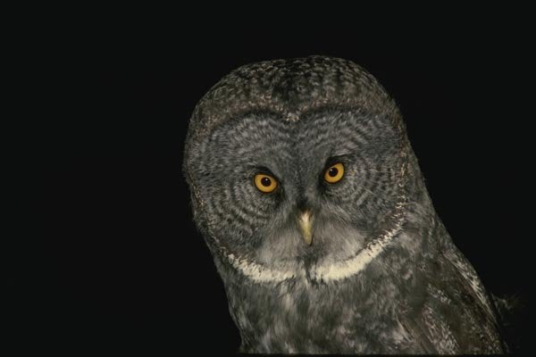 075087 Great Gray Owl A4 Photo Print