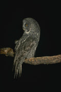 075088 Great Gray Owl A4 Photo Print