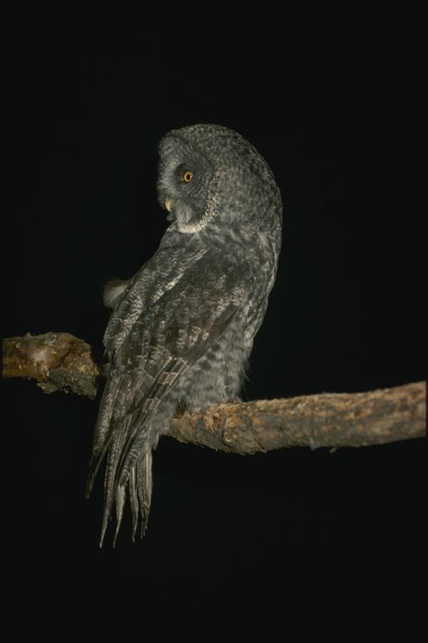 075088 Great Gray Owl A4 Photo Print