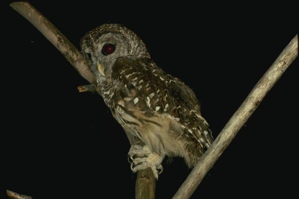 075089 Barred Owl A4 Photo Print