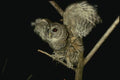 075090 Barred Owl Landing A4 Photo Print