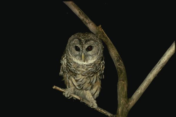 075091 Barred Owl A4 Photo Print