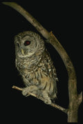 075092 Barred Owl A4 Photo Print
