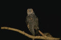 075093 Long Eared Owl A4 Photo Print