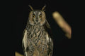 075094 Long Eared Owl A4 Photo Print