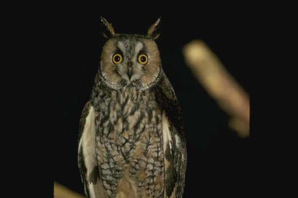 075094 Long Eared Owl A4 Photo Print