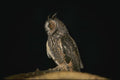075095 Long Eared Owl A4 Photo Print