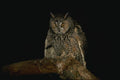 075096 Long Eared Owl A4 Photo Print