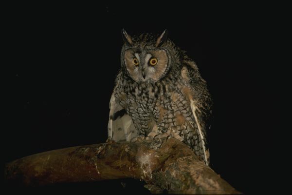 075096 Long Eared Owl A4 Photo Print