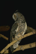075097 Long Eared Owl A4 Photo Print
