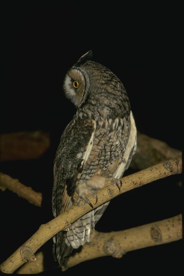 075097 Long Eared Owl A4 Photo Print