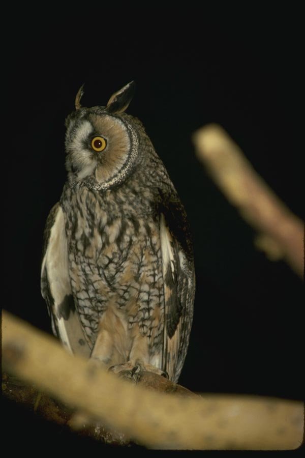 075098 Long Eared Owl A4 Photo Print