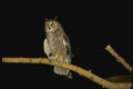 075099 Long Eared Owl A4 Photo Print