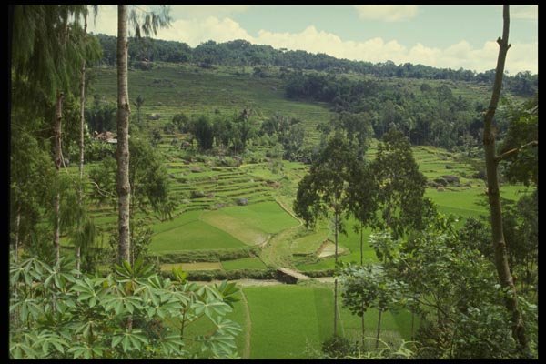 076009 Looking Down On Rice Terraces A4 Photo Print