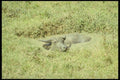 076047 Water Buffalo Bathing A4 Photo Print