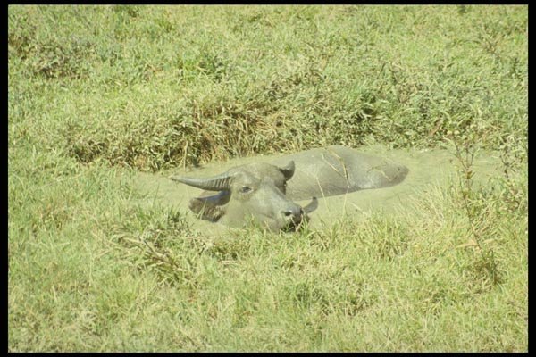 076047 Water Buffalo Bathing A4 Photo Print