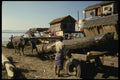 076058 Water Buffalo Hauling Teak Logs A4 Photo Print