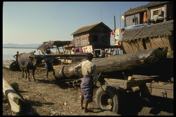 076058 Water Buffalo Hauling Teak Logs A4 Photo Print
