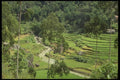 076068 Rice Terraces Amidst Stream And Trees A4 Photo Print