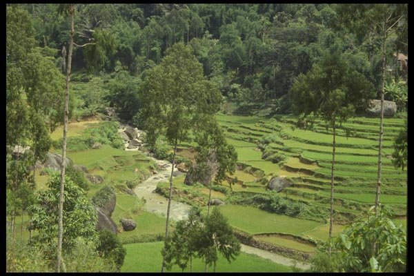 076068 Rice Terraces Amidst Stream And Trees A4 Photo Print