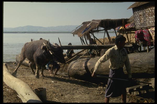 076084 Water Buffalos Working On Riverboat A4 Photo Print