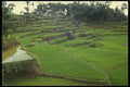 076089 Lush Green Rice Fields A4 Photo Print