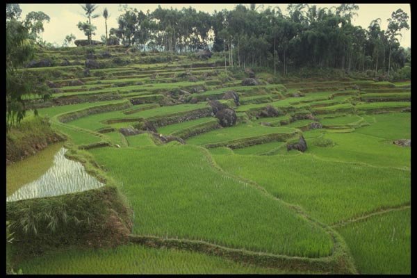 076089 Lush Green Rice Fields A4 Photo Print