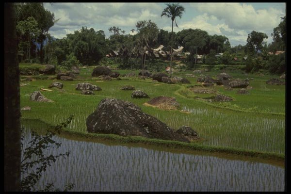 076092 Terrassed Rice Field, Indonesia A4 Photo Print