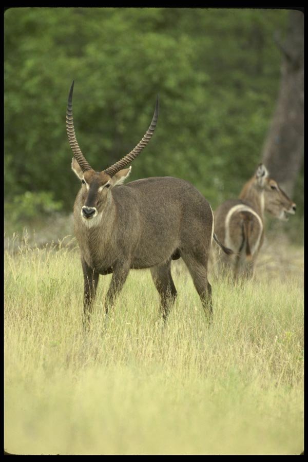 077000 Common Waterbuck Bull A4 Photo Print
