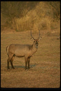 077001 Common Waterbuck Male A4 Photo Print