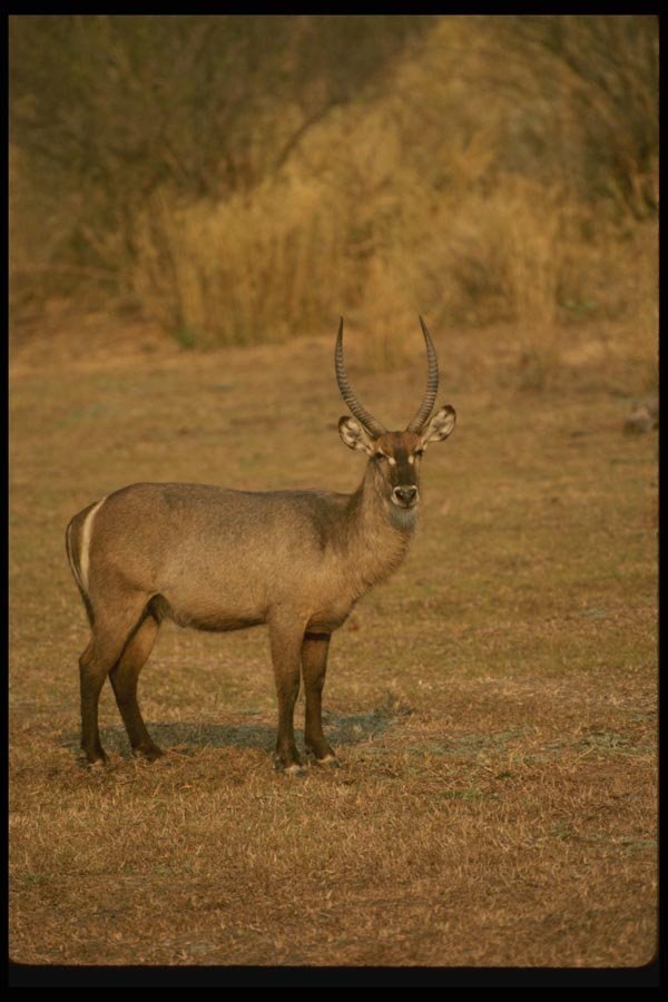 077001 Common Waterbuck Male A4 Photo Print