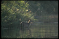 077002 Common Waterbuck A4 Photo Print