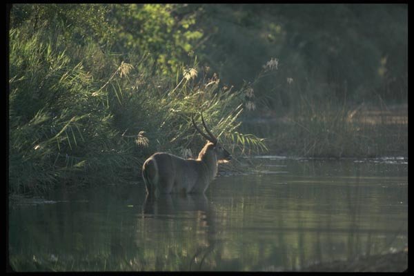 077002 Common Waterbuck A4 Photo Print