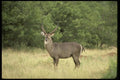 077003 Common Waterbuck Bull A4 Photo Print