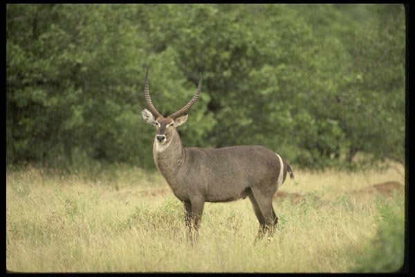 077003 Common Waterbuck Bull A4 Photo Print