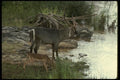 077004 Common Waterbuck Drinking From River A4 Photo Print
