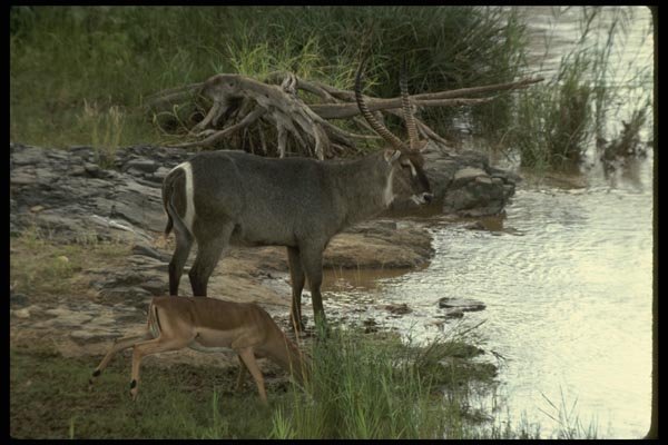 077004 Common Waterbuck Drinking From River A4 Photo Print