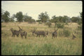 077005 Common Waterbucks Mixed Herd A4 Photo Print