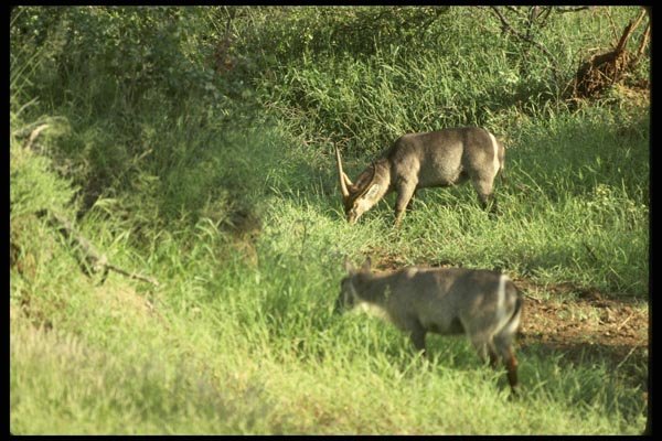 077006 Common Waterbucks Bull And Cow A4 Photo Print