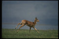 077007 Bohor Reedbuck Running A4 Photo Print