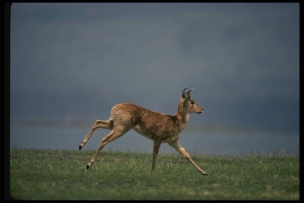 077007 Bohor Reedbuck Running A4 Photo Print