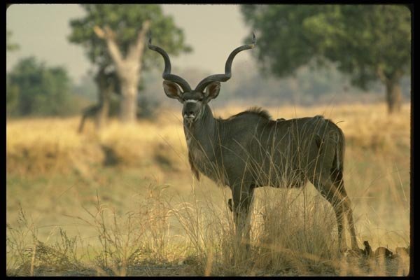 077008 Greater Kudu Male A4 Photo Print