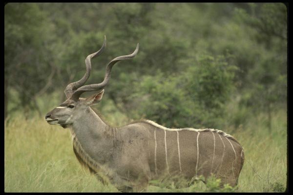 077009 Greater Kudu Bull A4 Photo Print