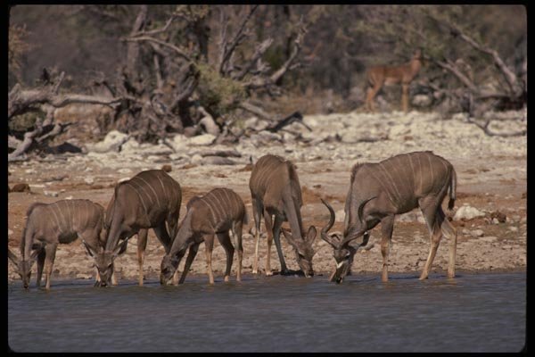 077010 Greater Kudu Herd A4 Photo Print