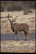 077011 Greater Kudu A4 Photo Print